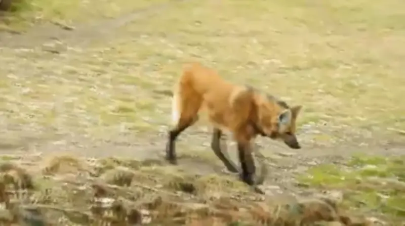 LOBO-GUARÁ – UM DOS ANIMAIS SÍMBOLO DO BRASIL! ELE É O MAIOR CANÍDEO DA AMÉRICA DO SUL.